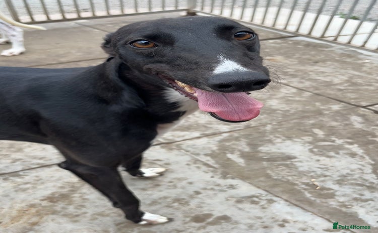 Greyhound dogs - Advert 1