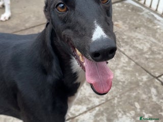 Greyhound dogs Hollie greyhound puppy ready for adoption - Advert 3