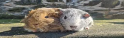 Guinea Pig rodents for sale: Female guinea pigs. in Totnes - Advert 2
