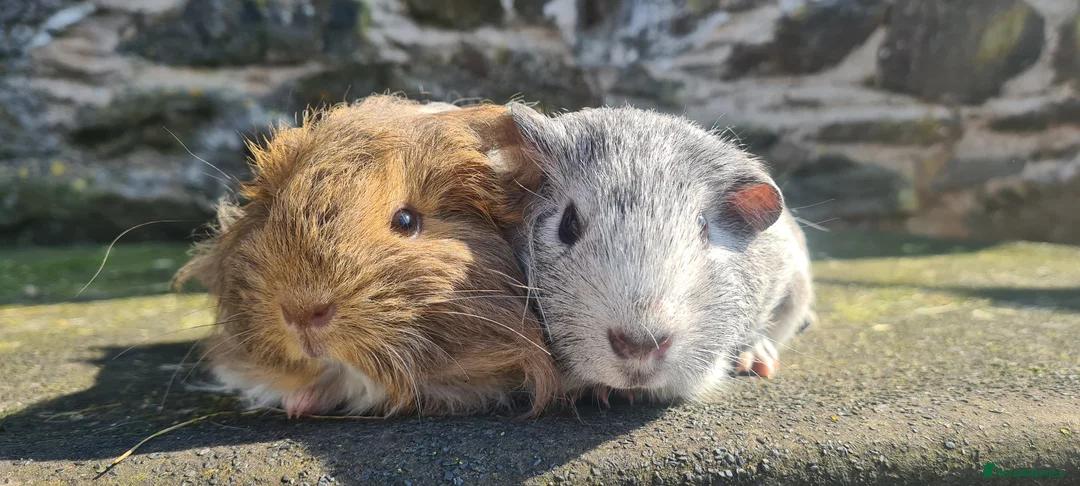 Guinea Pig rodents for sale: Female guinea pigs. in Totnes - Advert 2