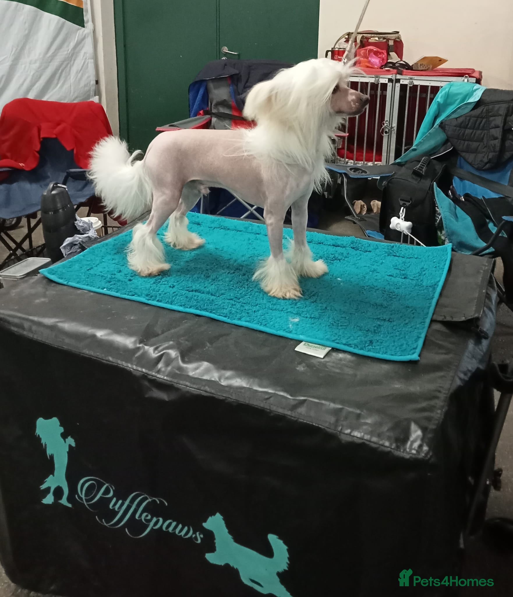 Chinese Crested dogs ✨ Planned Chinese Crested Litter – Summer 2026 ✨ - Advert 2