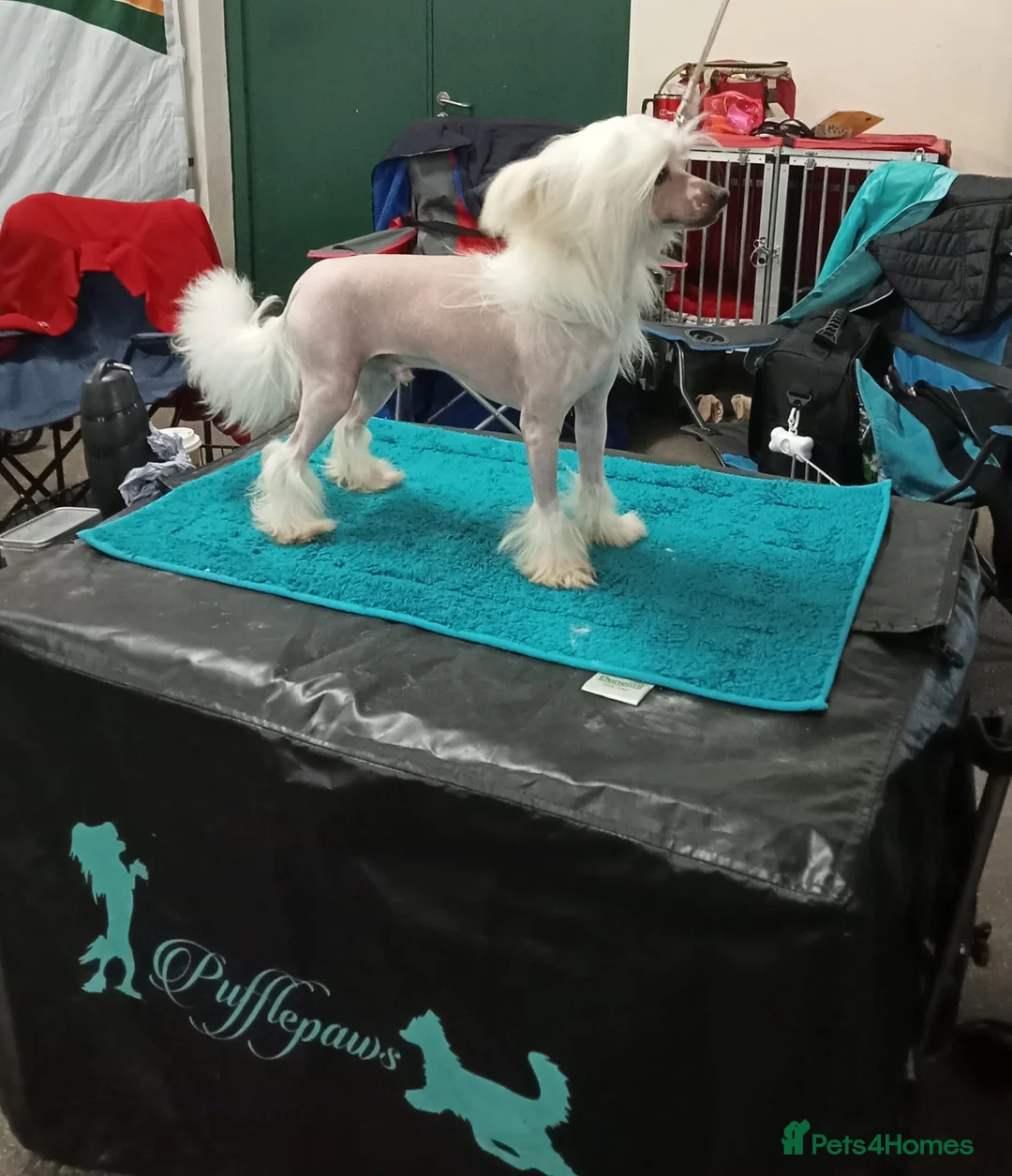 Chinese Crested dogs for sale: ✨ Planned Chinese Crested Litter – Summer 2026 ✨ - Advert 2