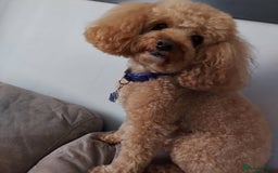 Cavapoo dogs for sale: Waiting list open for cavapoo puppies  - Image 3