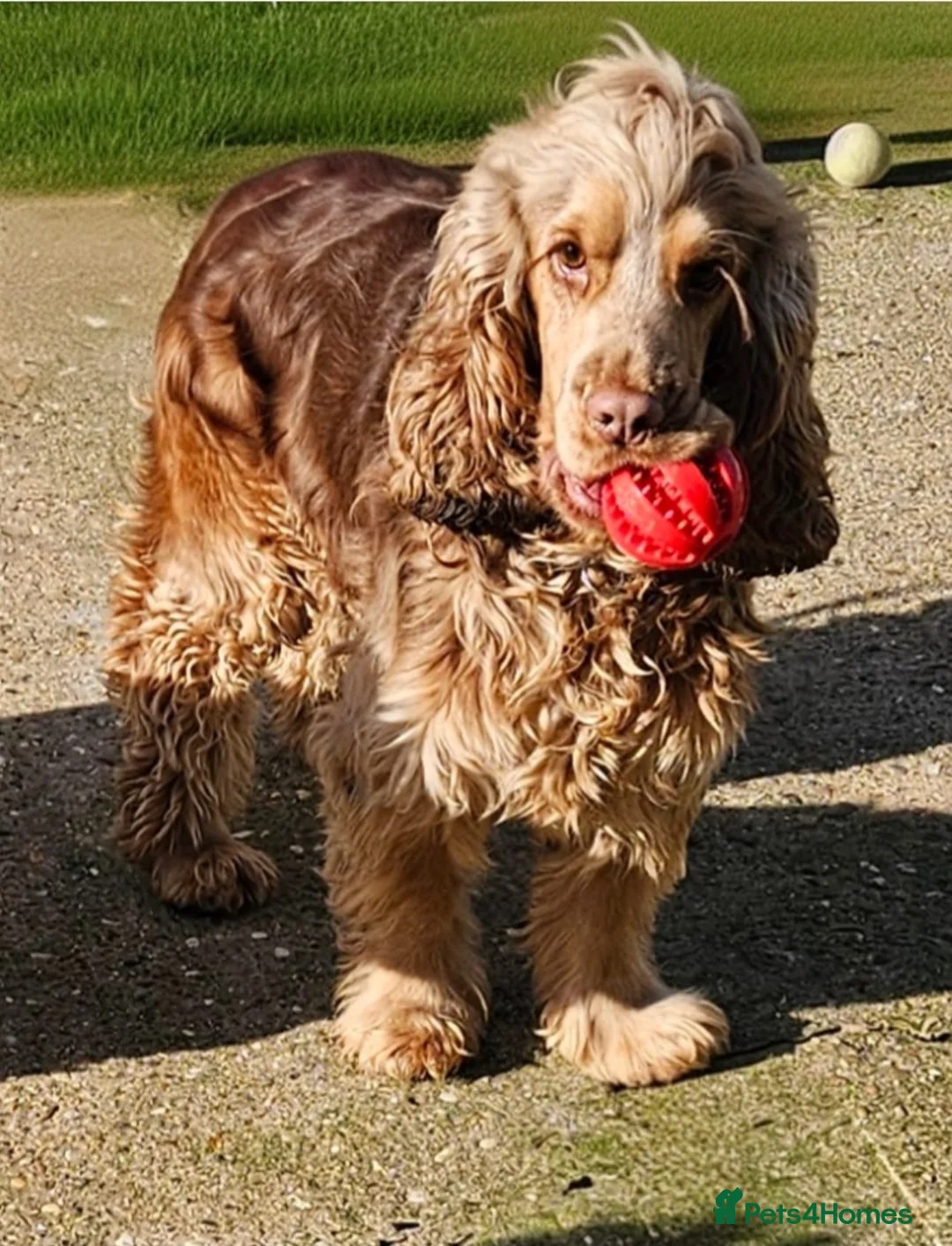 Cocker Spaniel dogs for sale: Show cocker spaniel boy  - Advert 2