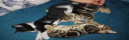 Mixed Breed cats for sale: Tabby babies - Advert 12