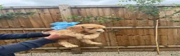 Cockapoo dogs for sale: Cockapoo F1 Gorgeous Puppies 🐶❤️ - Advert 17