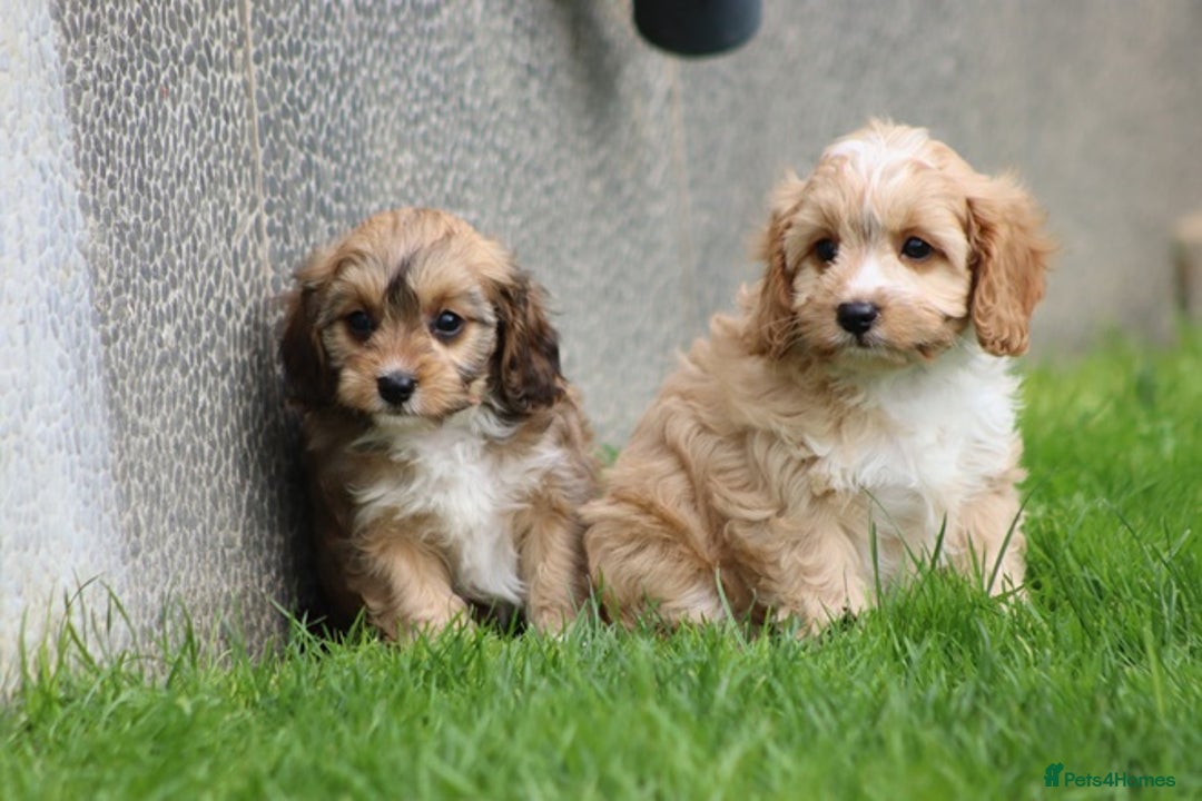 Cavapoo dogs for sale: F1 Cavapoo puppies for sale - Image 27
