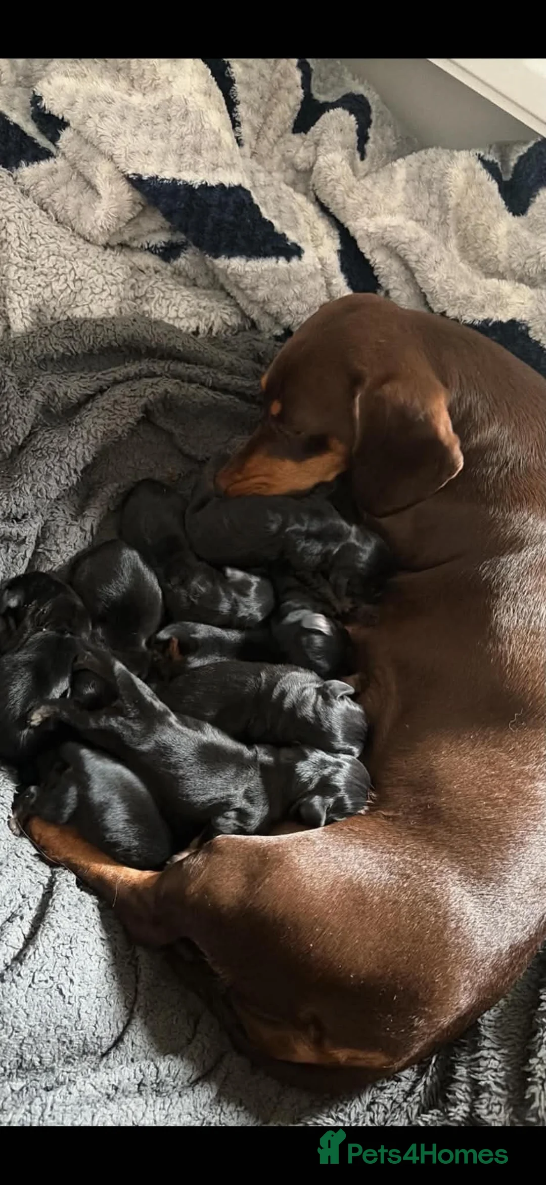 Dachshund dogs for sale: 🐾 Dachshund Puppies 🐾 - Advert 1