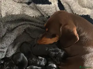 Dachshund dogs 🐾 Dachshund Puppies 🐾 - Advert 1