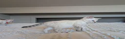 Bengal cats for sale: 🤍🩶 GORGEOUS BENGAL KITTENS 🩶🤍 - Advert 24