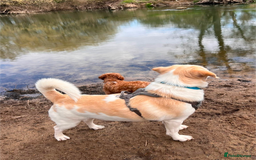 Mixed Breed dogs for sale: Lovely Pixel  - Image 7