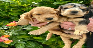 Cocker Spaniel dogs - Advert 7