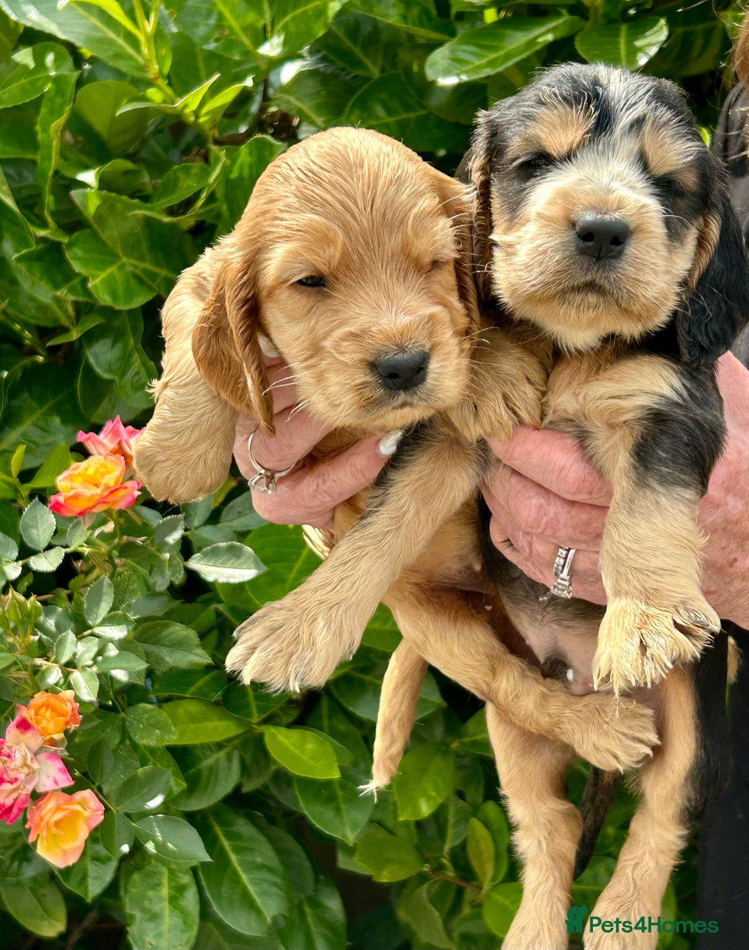Cocker Spaniel dogs for sale: Kc registered beautiful show cocker puppies  - Image 2