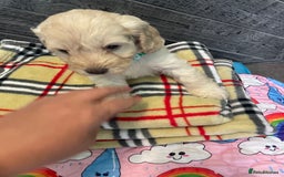 Cockapoo dogs for sale: Cockapoo puppies F1  - Image 10
