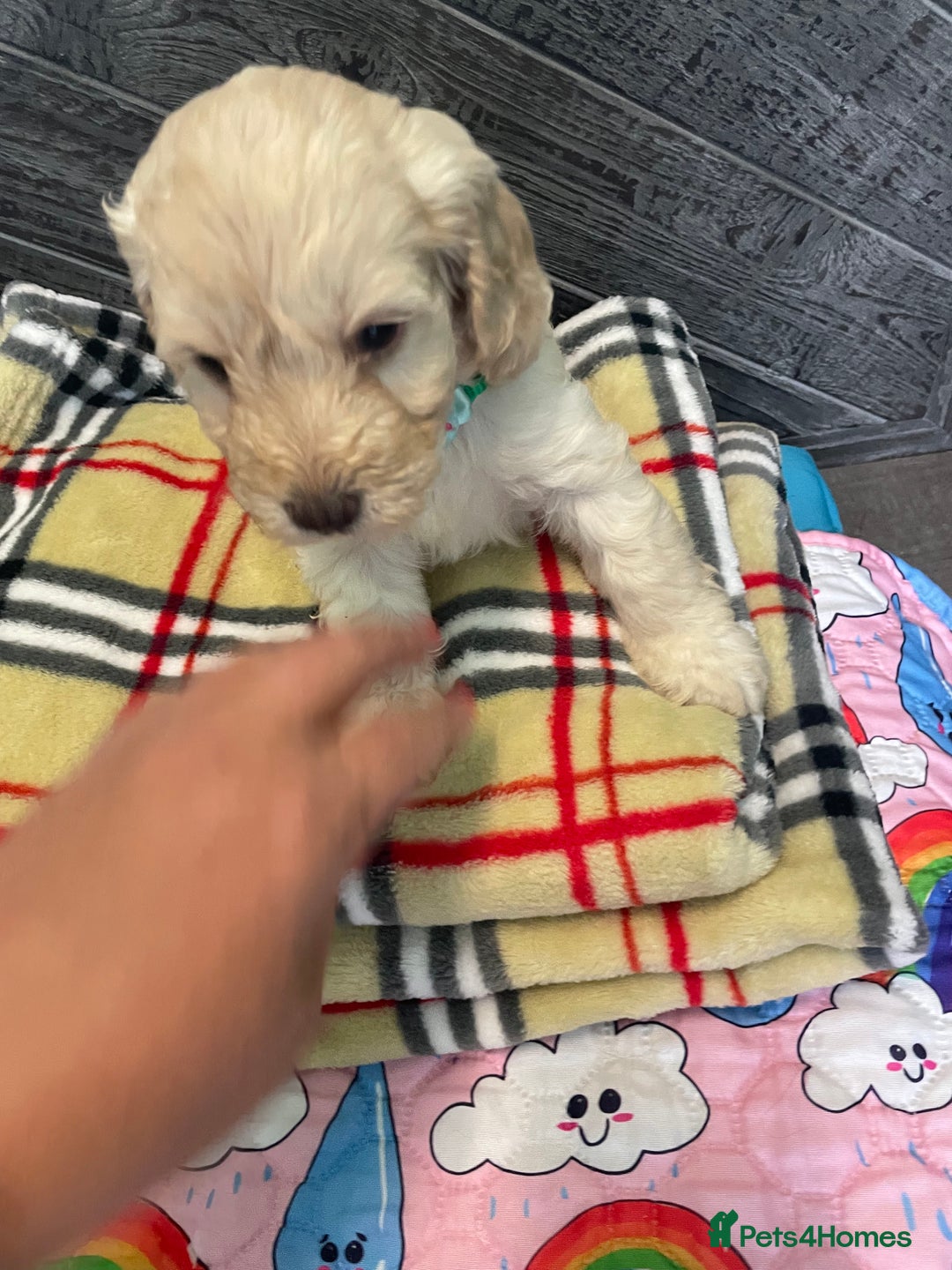 Cockapoo dogs for sale: Cockapoo puppies F1  - Image 10