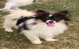 Papillon dogs for sale: 2 Beautiful Pedigree Female Papillons  - Image 2