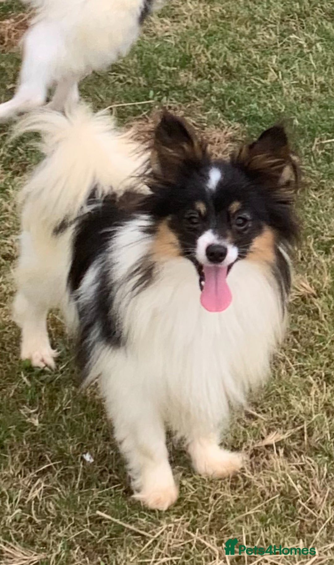 Papillon dogs for sale: 2 Beautiful Pedigree Female Papillons  - Image 2