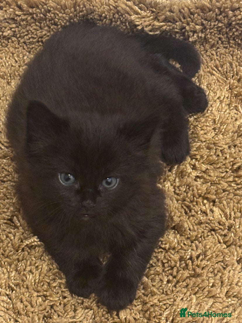 British Shorthair cats Black female and tabby male - Advert 15