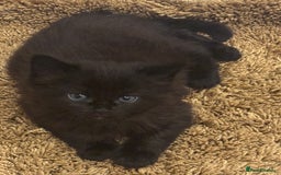 British Shorthair cats for sale: Black female and tabby male - Image 1