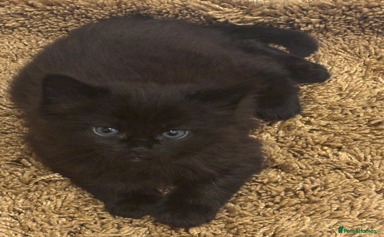 British Shorthair cats for sale - Advert 1