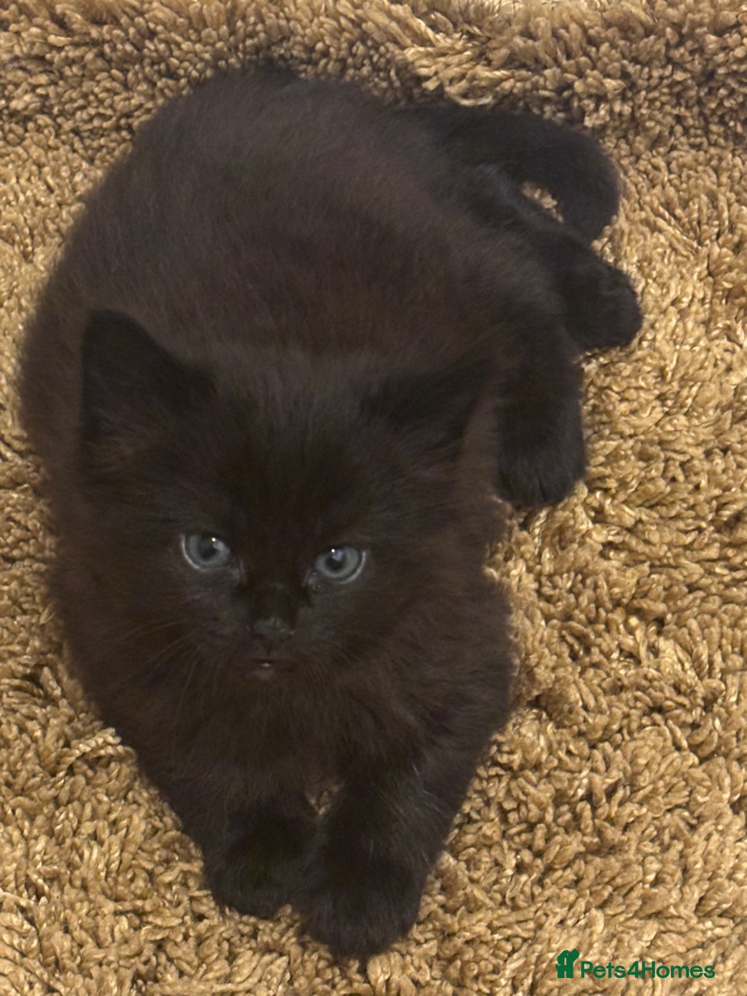 British Shorthair cats for sale: Black female and tabby male - Image 1