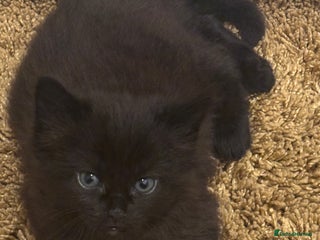 British Shorthair cats - Advert 34