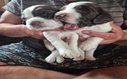 English Springer Spaniel dogs for sale: English springer spaniel puppies - Image 3