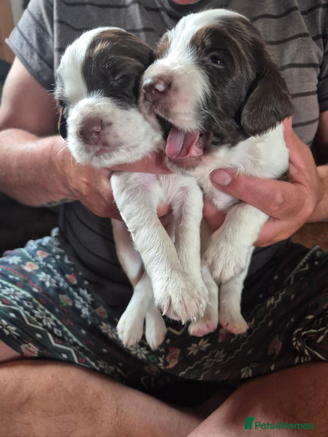 English Springer Spaniel dogs for sale: English springer spaniel puppies - Image 3