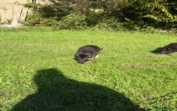 German Shepherd dogs for sale: Black GSD puppies available  - Image 3