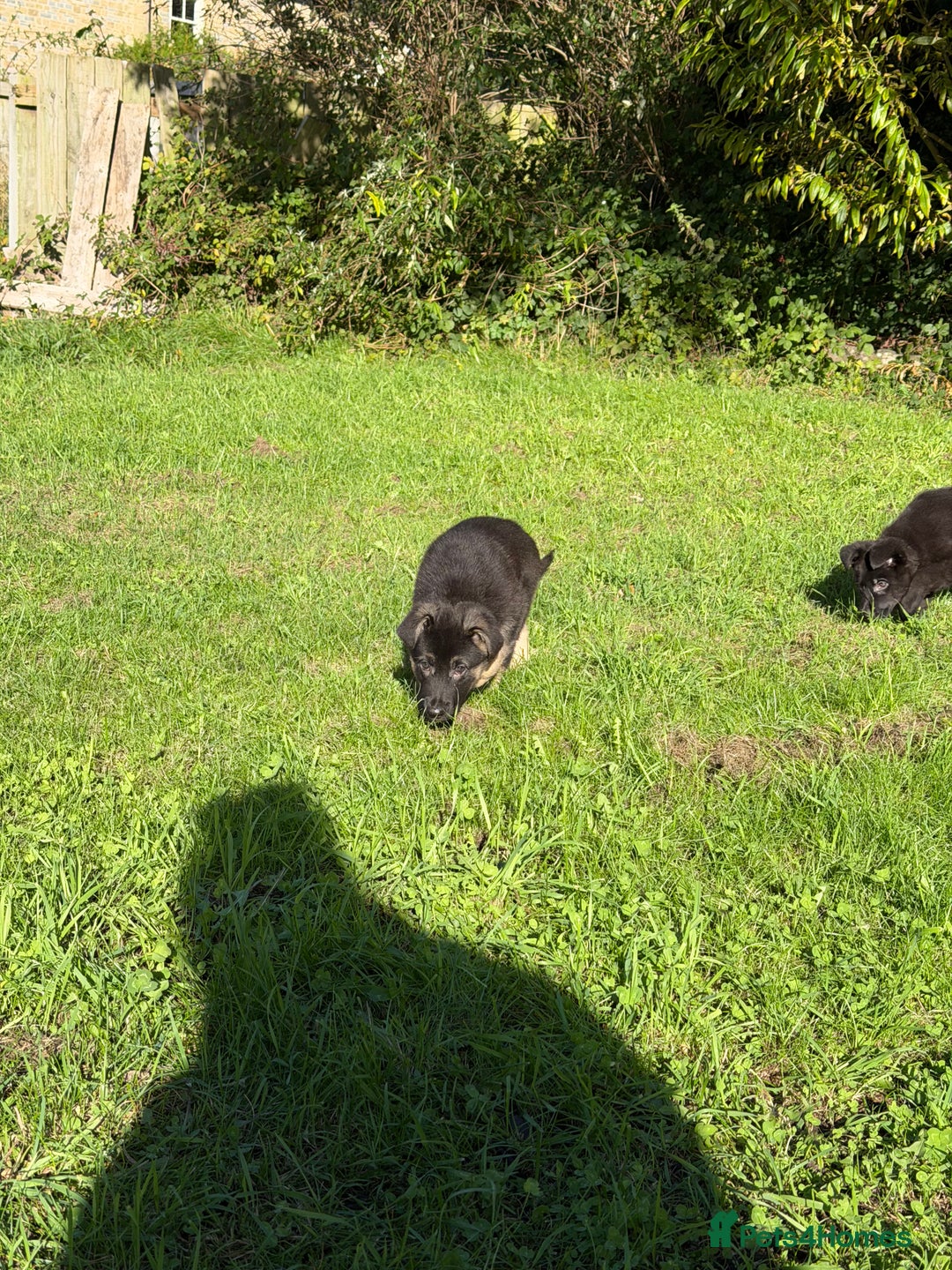 German Shepherd dogs for sale: Black GSD puppies available  - Image 3