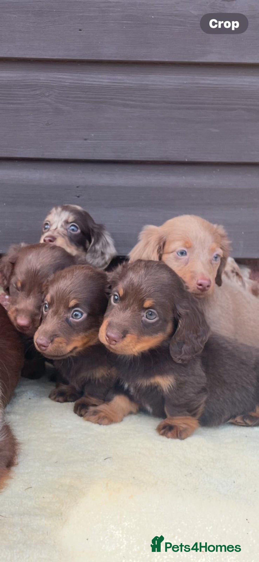 Miniature Dachshund dogs for sale: Long haired miniature Dashshund puppies  - Image 9