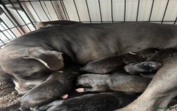 Mixed Breed dogs for sale: Cane corso mix Akita  - Image 40