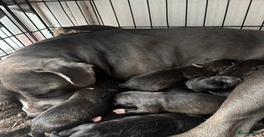 Mixed Breed dogs - Advert 14