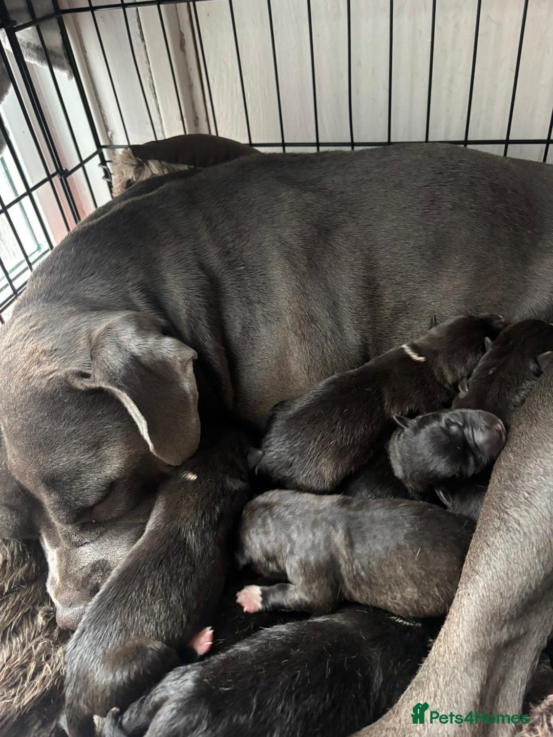 Mixed Breed dogs for sale: Cane corso mix Akita  - Image 40