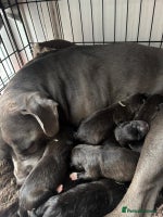 Mixed Breed dogs - Advert 14