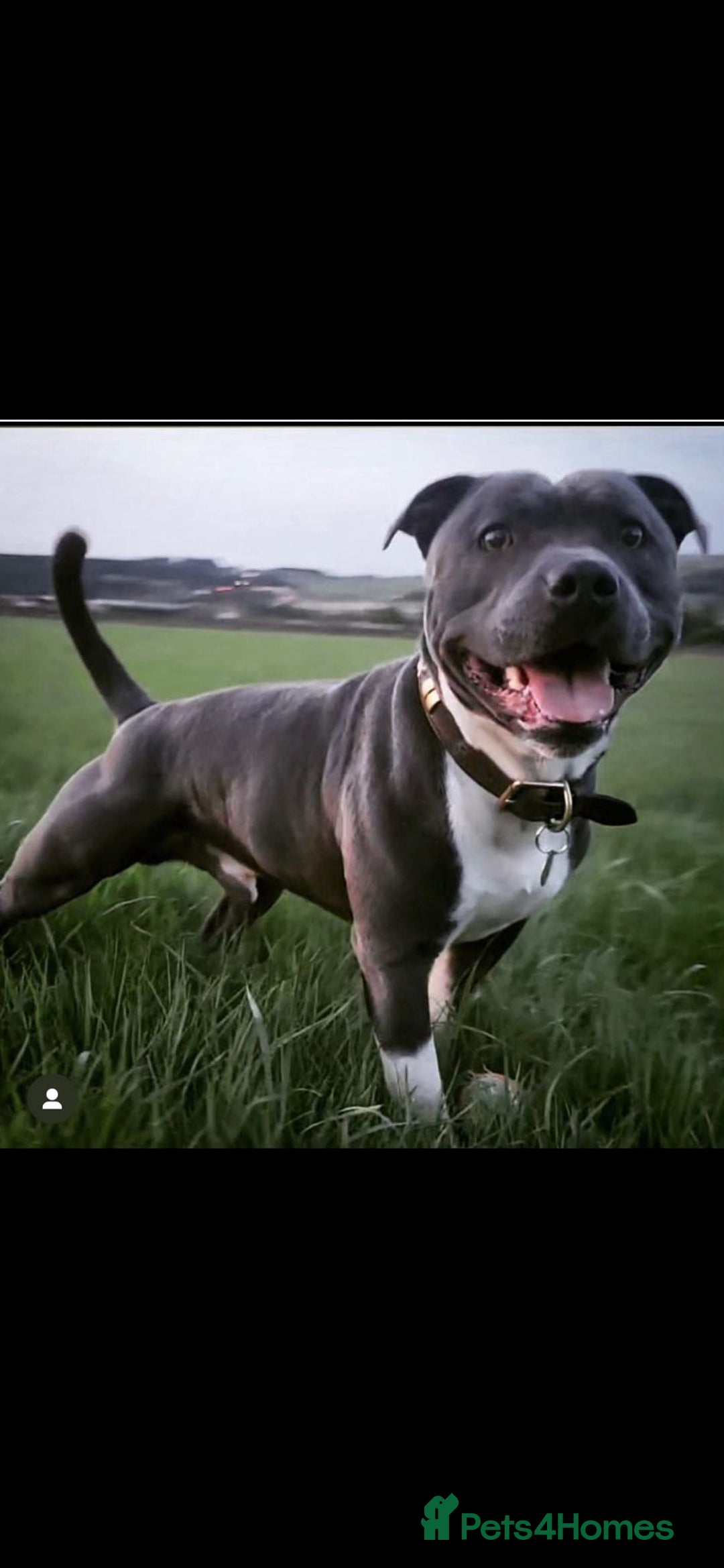 Staffordshire Bull Terrier dogs for sale: VERY RARE TOP QUALITY WHITE BLUE PIED STAFFORD BOY - Image 5