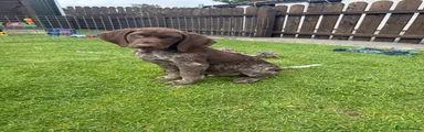 German Shorthaired Pointer 5