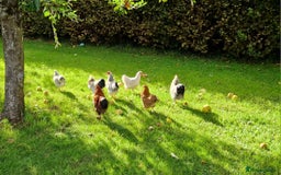 Chickens poultry for sale: Pekin bantams for sale  - Image 9