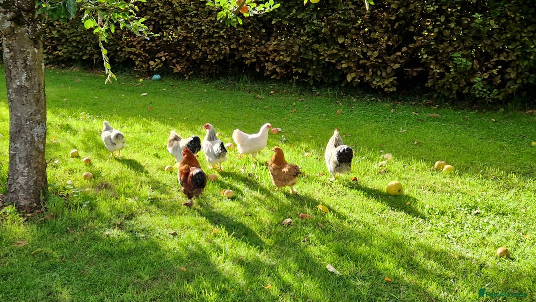 Chickens poultry for sale: Pekin bantams for sale  - Image 9
