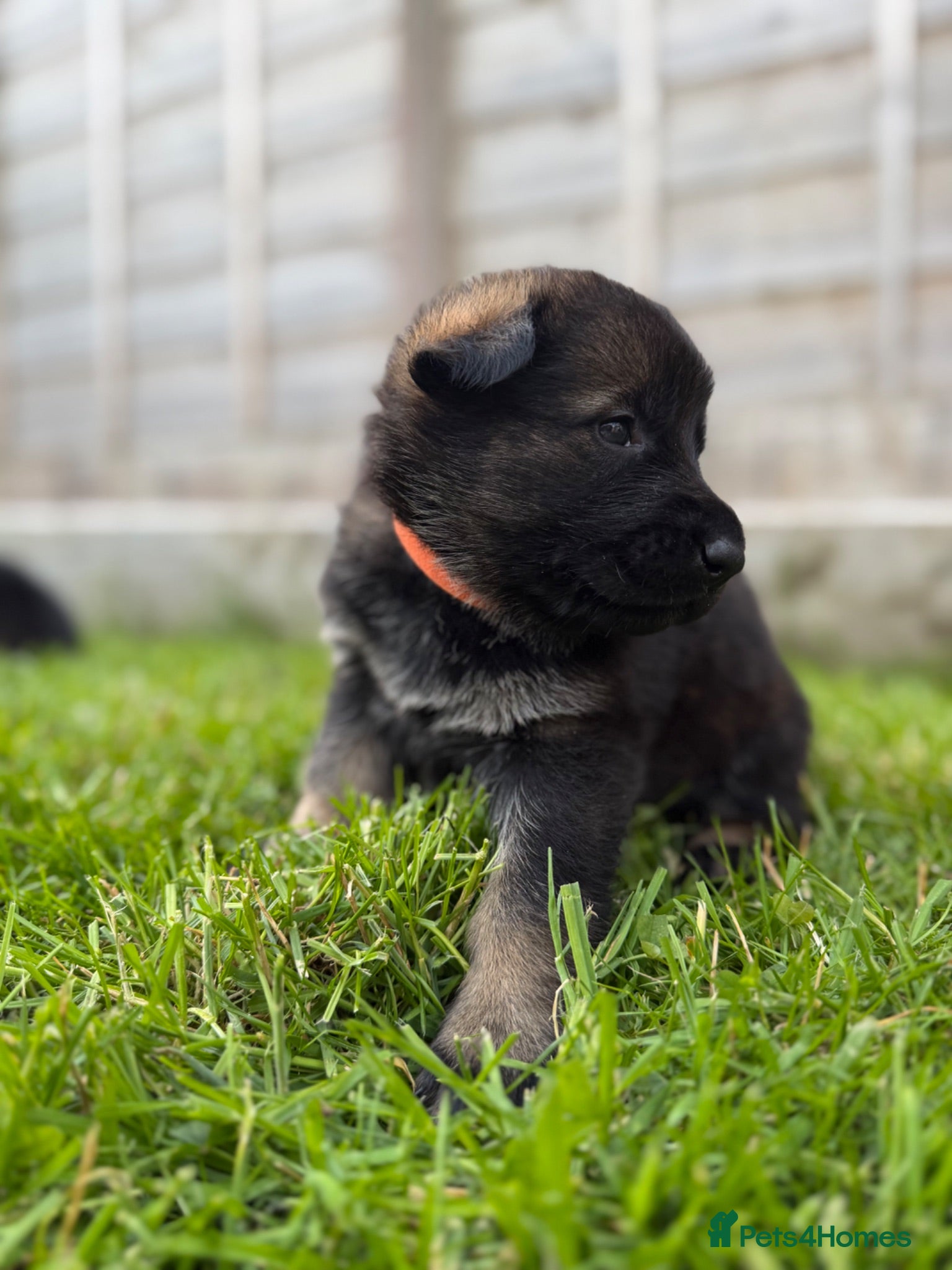German Shepherd dogs 🐾 Working line German Shepherd puppies 🐾  - Advert 2