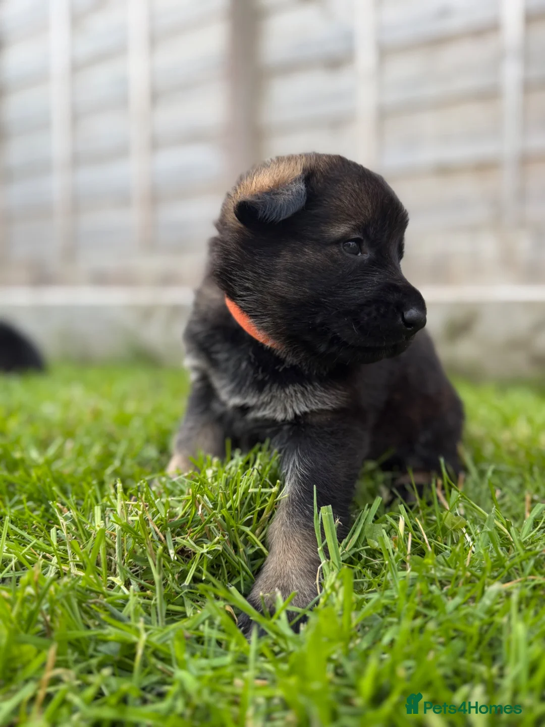 German Shepherd dogs for sale: 🐾 Working line German Shepherd puppies 🐾  - Advert 2