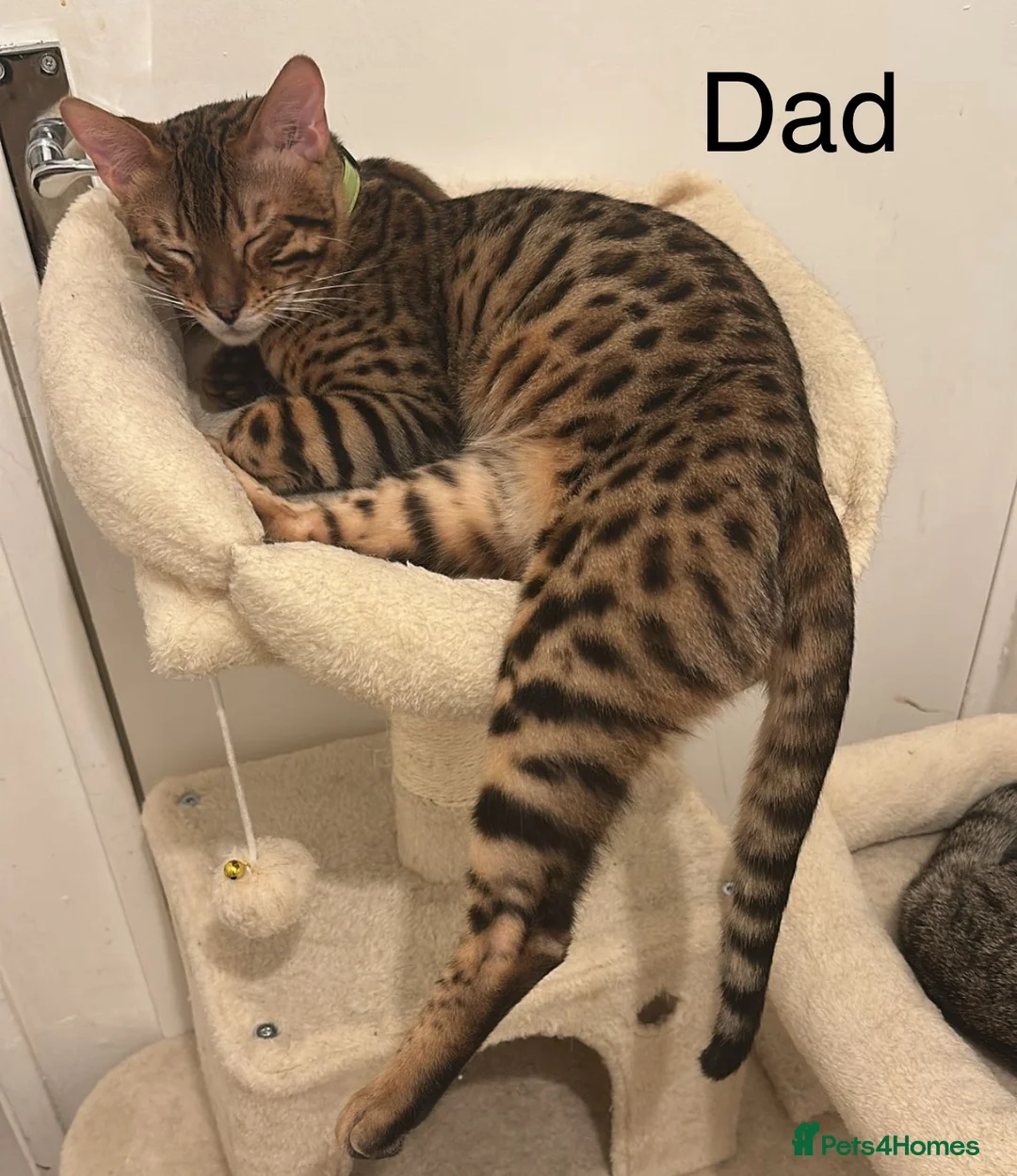 Bengal cats for sale: 2 half bengal female kittens - Advert 7