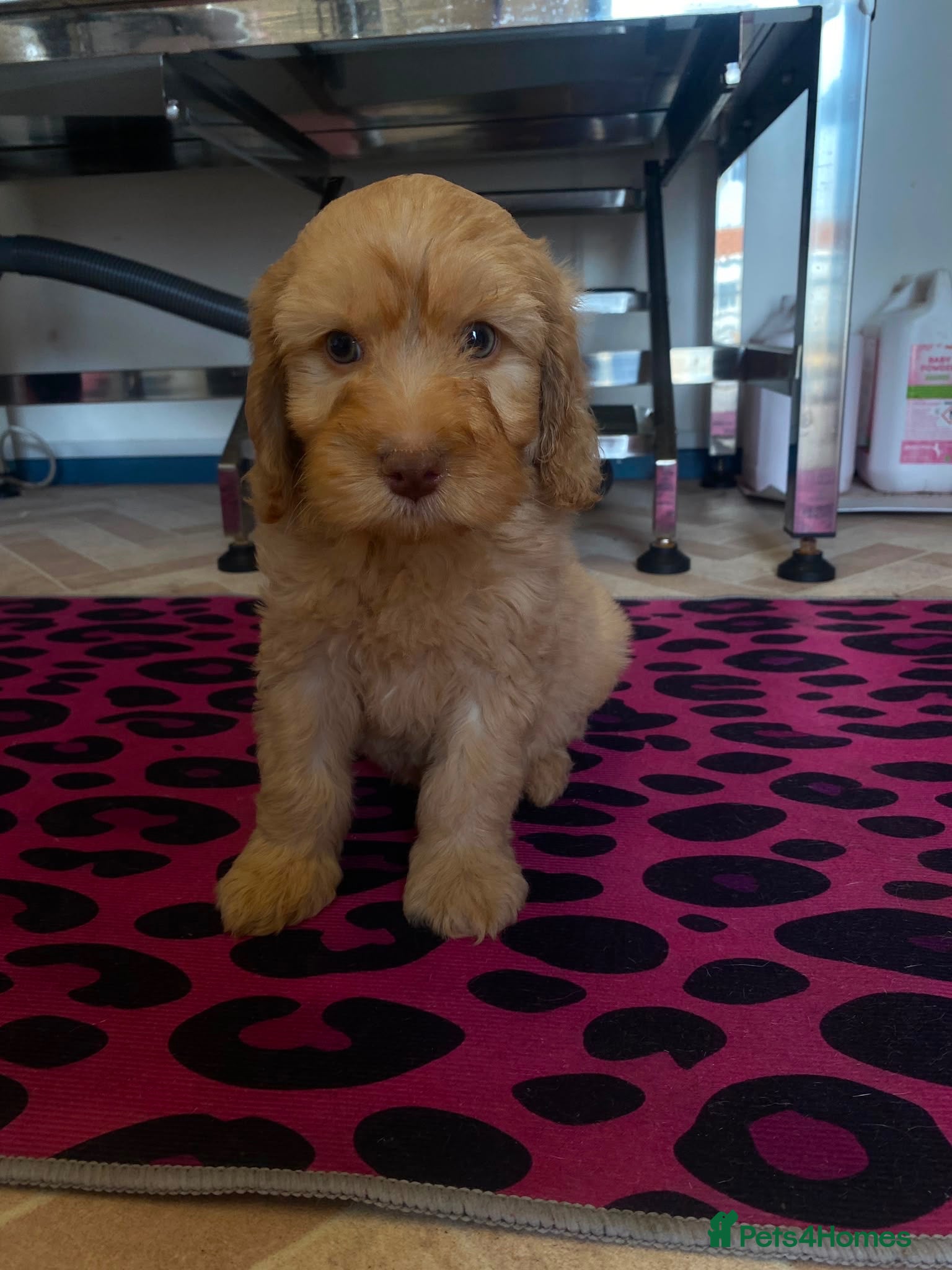 Cockapoo dogs F1 cockerpoo  - Advert 1