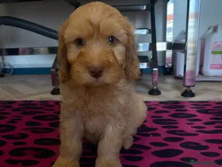 Cockapoo dogs F1 cockerpoo - Advert 1