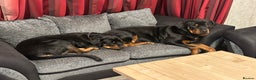 Rottweiler dogs for sale: Returned Kc reg Rottweiler girl . 4 months  - Advert 2