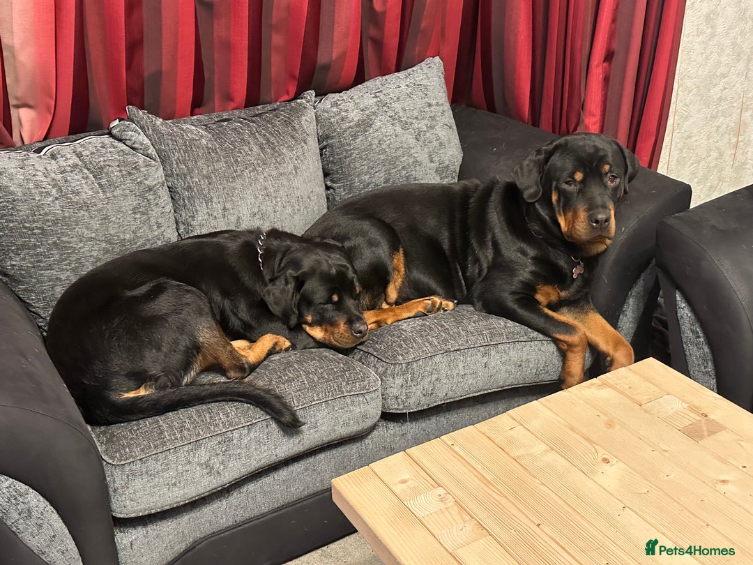 Rottweiler dogs for sale: Returned Kc reg Rottweiler girl . 4 months  - Advert 2