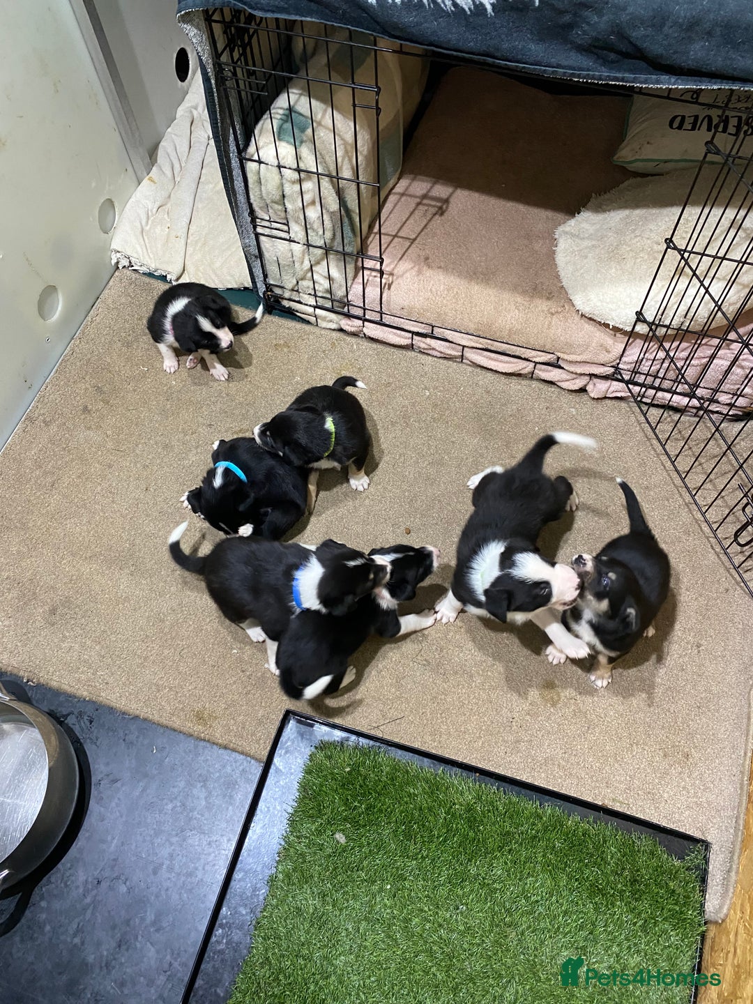 Border Collie dogs for sale: Beautiful border collie pups  - Advert 2
