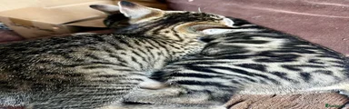 Bengal Kitten 7