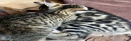 Bengal cats for sale: Glittery Bengal X With Famous References! - Advert 3