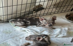 Mixed Breed dogs for sale: Frenchie cross pocket bullies  - Image 2